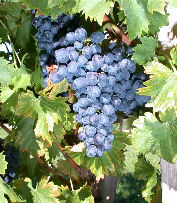 Vitis (Hybridrebe) 'Nero'