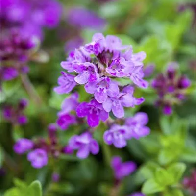 Topfgrösse 0.5 Liter - Thymian - Thymus praecox 'Coccineus'