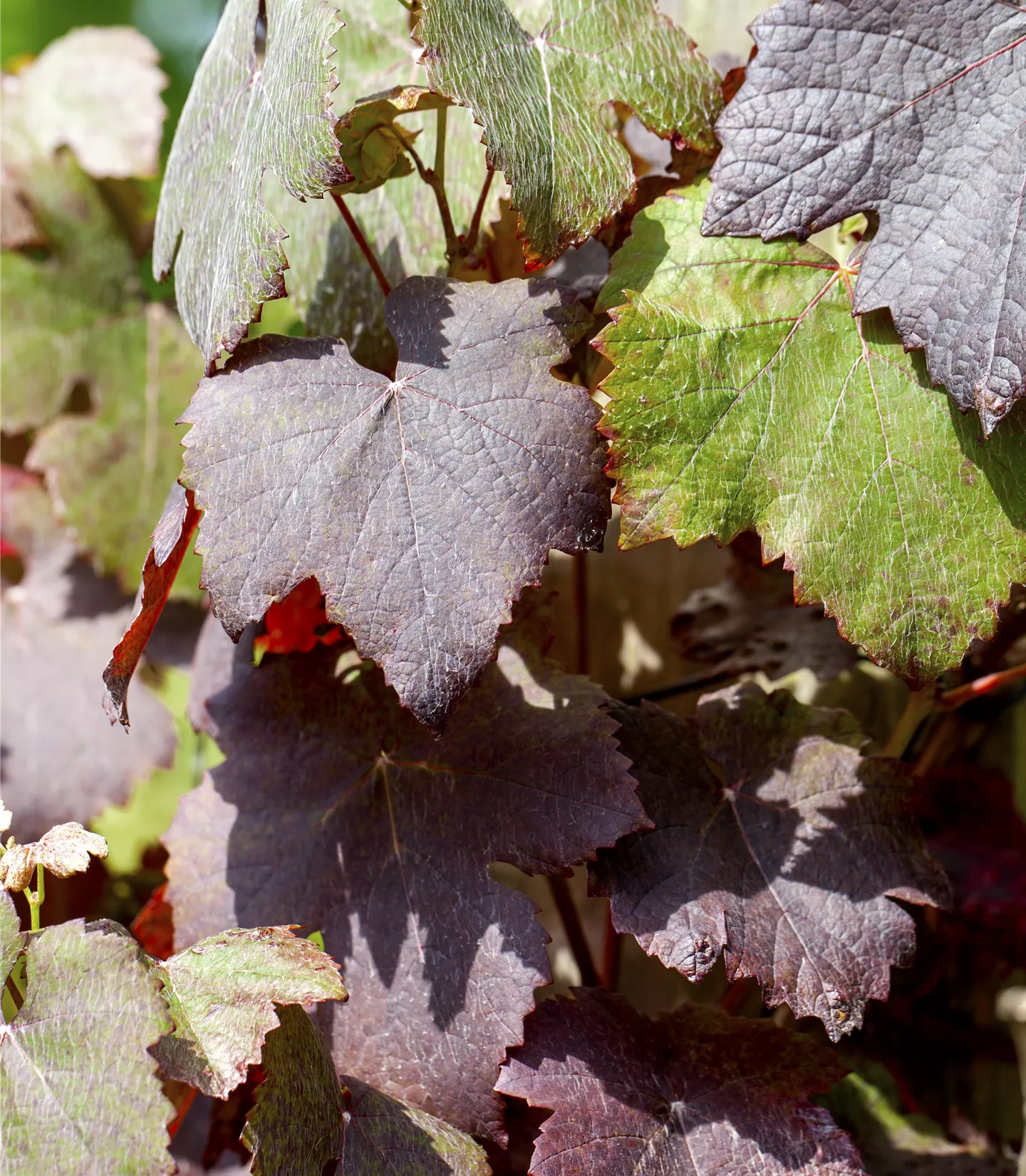 Vitis vinifera 'Purpurea'