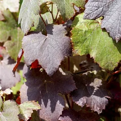 Topfgrösse 4 Liter - Rotblättrige Weinrebe - Vitis vinifera 'Purpurea'