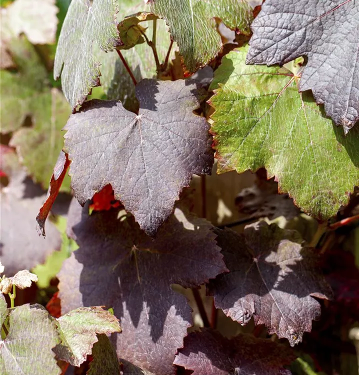 Rotblättrige Weinrebe - Vitis vinifera 'Purpurea'