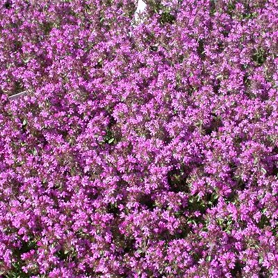 Topfgrösse 0.5 Liter - Feldthymian - Thymus serpyllum