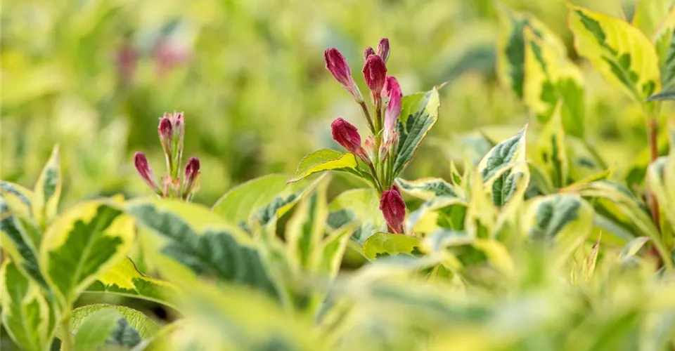 acheter des arbustes à feuilles caduques pour la conception individuelle)