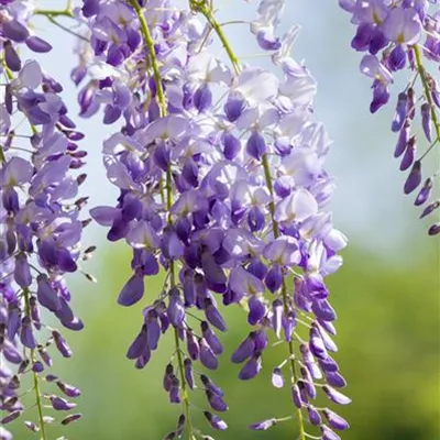 Topfgröße 4 Liter Höhe 100-125cm - Chinesischer Blauregen - Wisteria sinensis