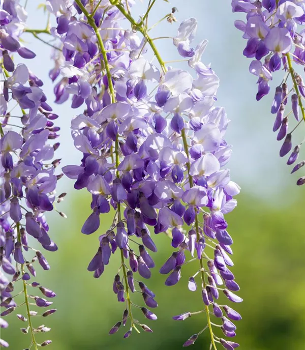 Wisteria sinensis