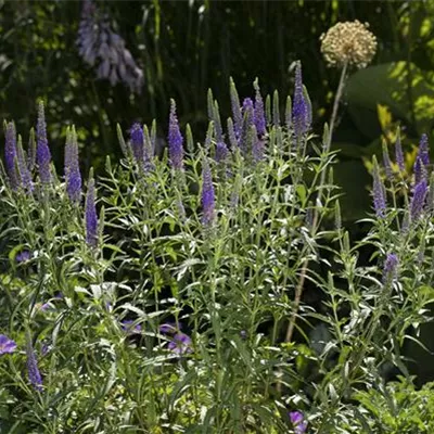 Topfgrösse 0.5 Liter - Ähriger Ehrenpreis - Veronica spicata ssp. incana