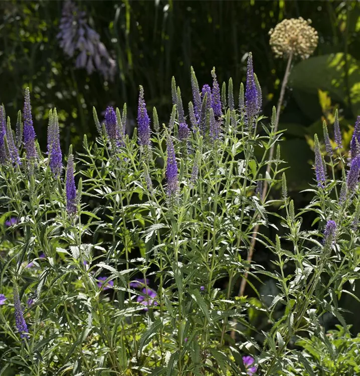 Ähriger Ehrenpreis - Veronica spicata ssp. incana