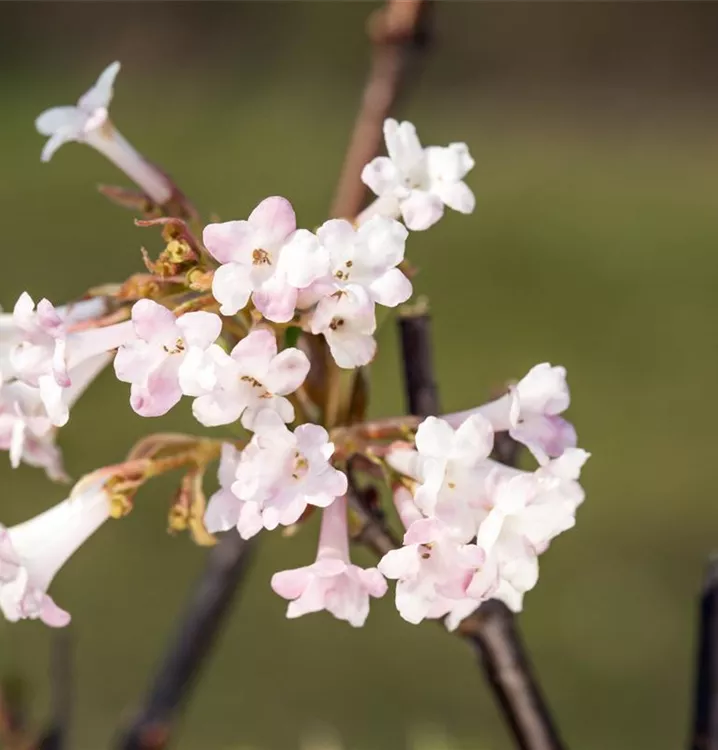 Schneeball - Viburnum farreri