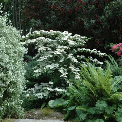 Container 60 - 70 - Japanischer Schneeball - Viburnum plicatum 'Cascade'