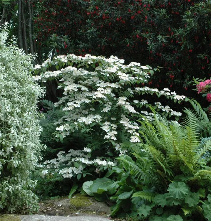 Japanischer Schneeball - Viburnum plicatum 'Cascade'