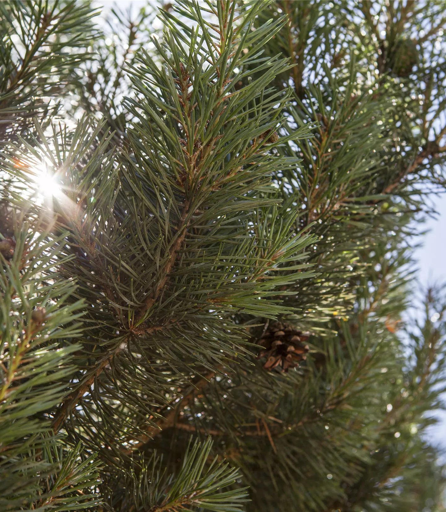 Pinus sylvestris 'Norska'