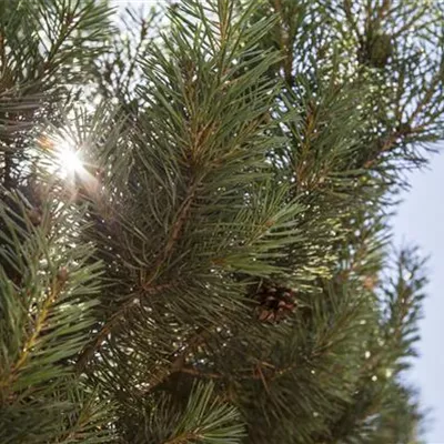 MB/ 150 - 175 - Föhre, Kiefer - Pinus sylvestris 'Norska'