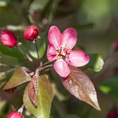 Hochstamm mit Ballen Stammumfang 10 - 12cm - Zierapfel - Malus 'Liset'