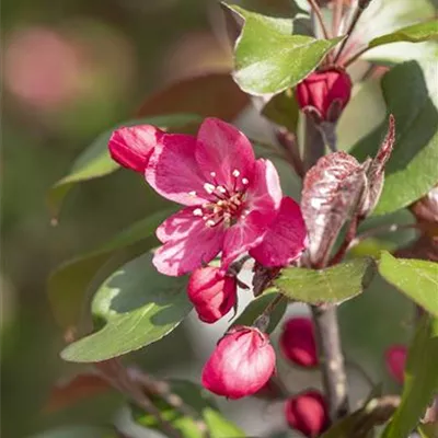 Hochstamm im Container Stammumfang 10 - 12cm - Zierapfel - Malus 'Royalty'