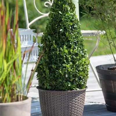 Container 50 - 60 - Buchsbaum-Form - Buxus sempervirens kegelförmig