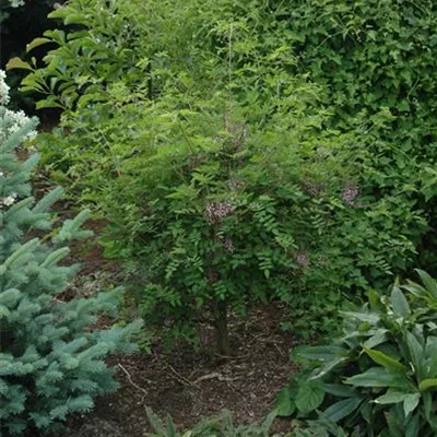 Container 70 - 80 - Rote Akazie - Robinia hispida