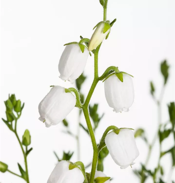 Irish Heather 'Alba'