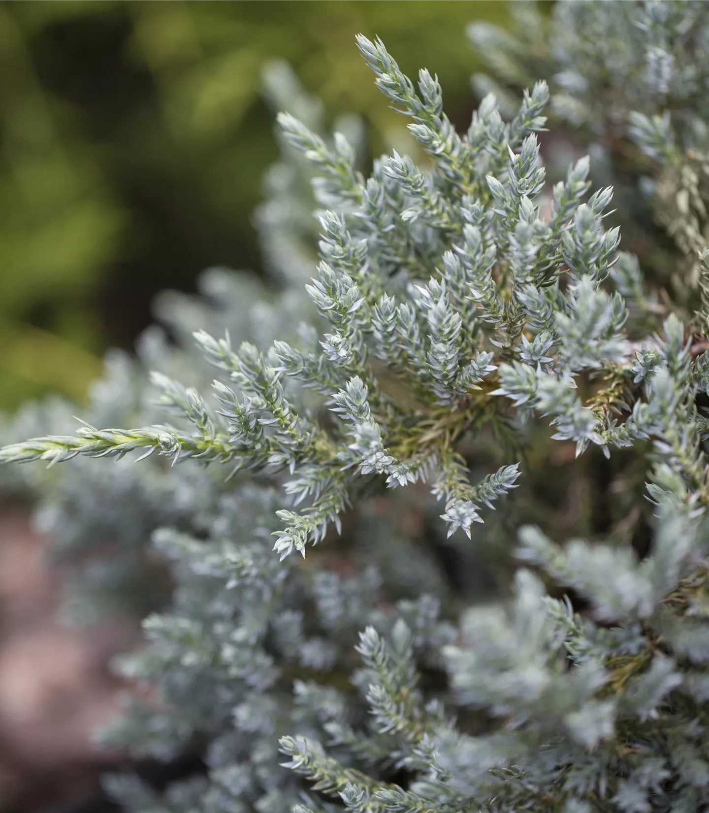 Juniperus virginiana 'Glauca'