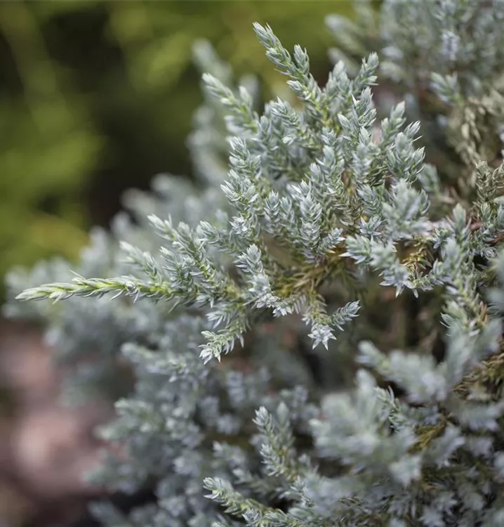 Virginischer Wacholder - Juniperus virginiana 'Glauca'