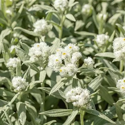 Topfgrösse 0.5 Liter - Staudenimmortelle - Anaphalis margaritacea