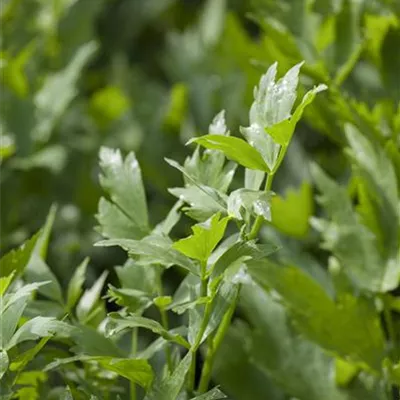 Topfgrösse 1 Liter - Liebstöckel - Levisticum officinale