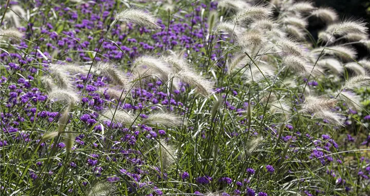 Pennisetum alopecuroides