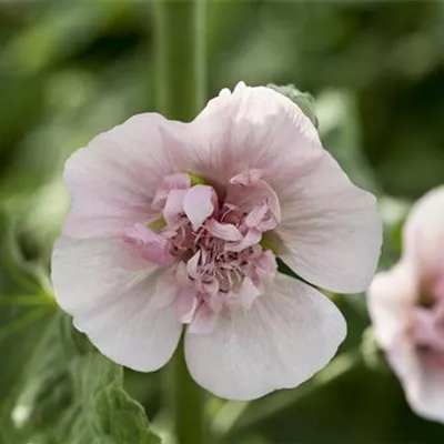 Topfgrösse 1 Liter - Wilde Malve - Malva sylvestris