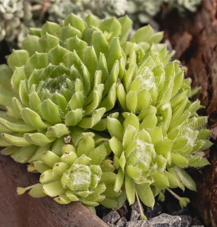 Hauswurz - Sempervivum 'Gray Dawn'