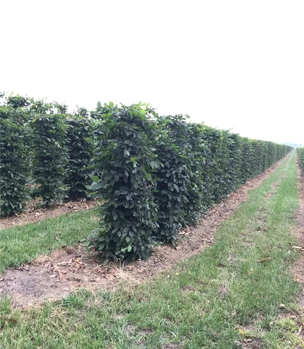 Carpinus betulus Heckenelemente 5050