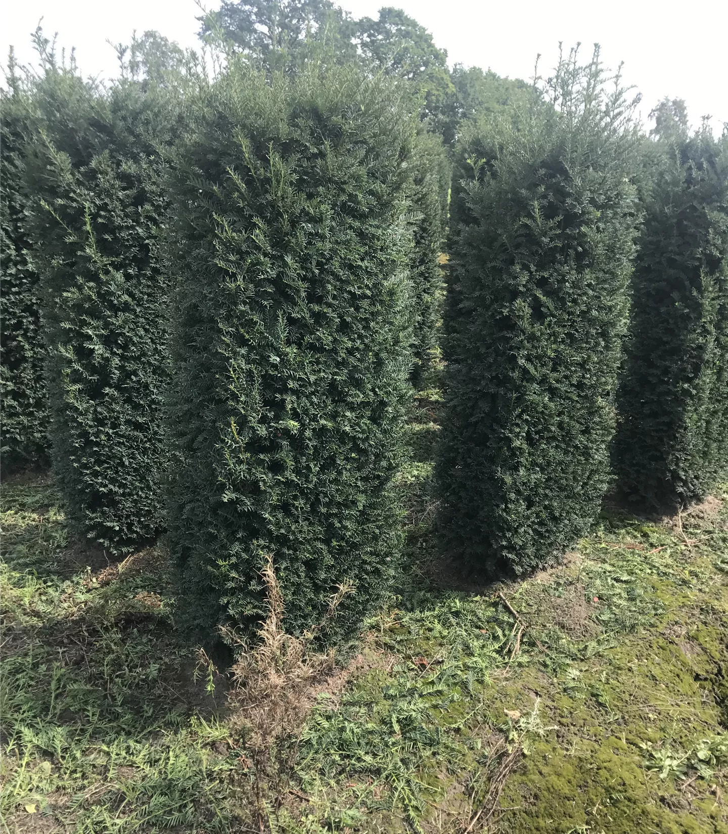 Taxus baccata Heckenelemente 4040