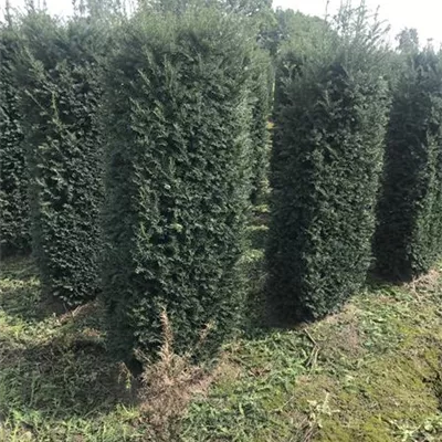 mit Ballen Höhe 100cm, Breite 50cm - Heimische Eibe Heckenelement 40*40 - Taxus baccata Heckenelemente 40*40