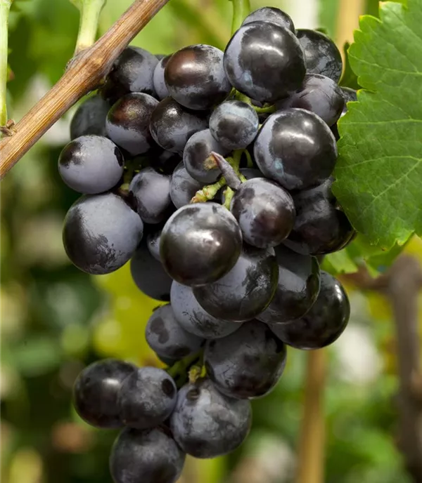 Vitis (Hybridrebe) 'Ontario'