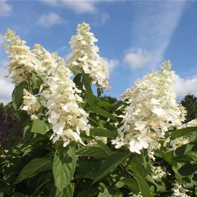 Container 70 - 80 - Rispen-Hortensie - Hydrangea paniculata 'Kyushu'