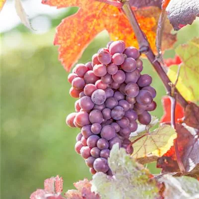 Topfgrösse 4 Liter - Vitis (Hybridrebe) 'Sweety'