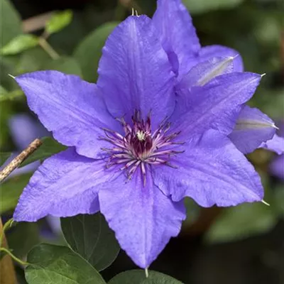 Topfgrösse 4 Liter - Waldrebe, Clematis - Clematis (Grossbl., frühblüh.) 'Lasurstern'