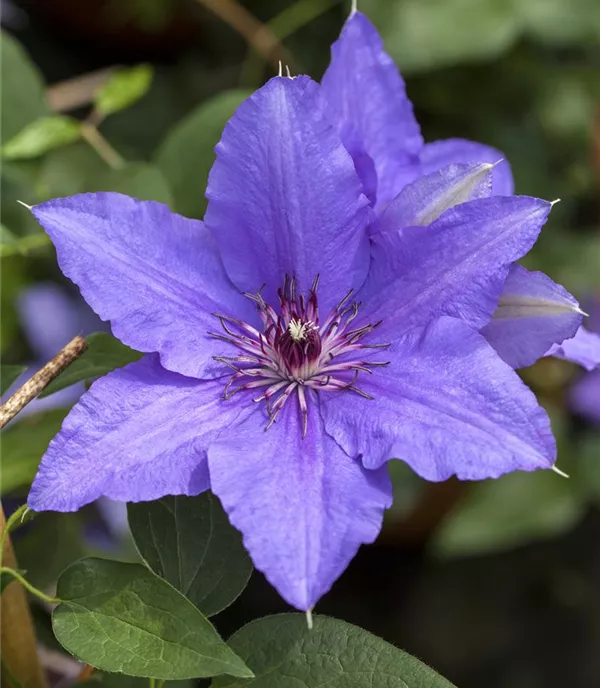 Clematis (Grossbl., frühblüh.) 'Lasurstern'