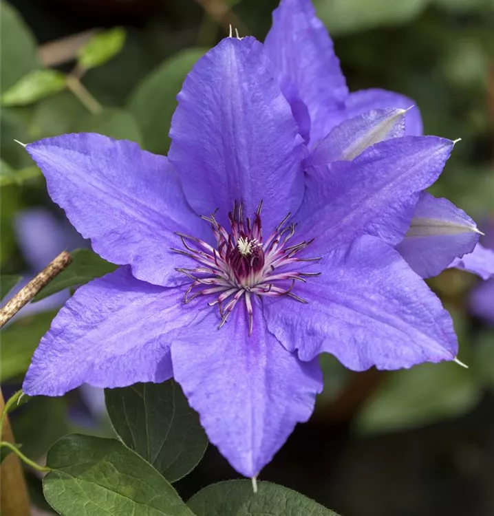 Waldrebe, Clematis - Clematis (Grossbl., frühblüh.) 'Lasurstern'