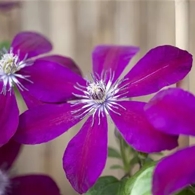 Topfgröße 4 Liter - Waldrebe, Clematis - Clematis (Lanuginosa-Gruppe) Westerplatte