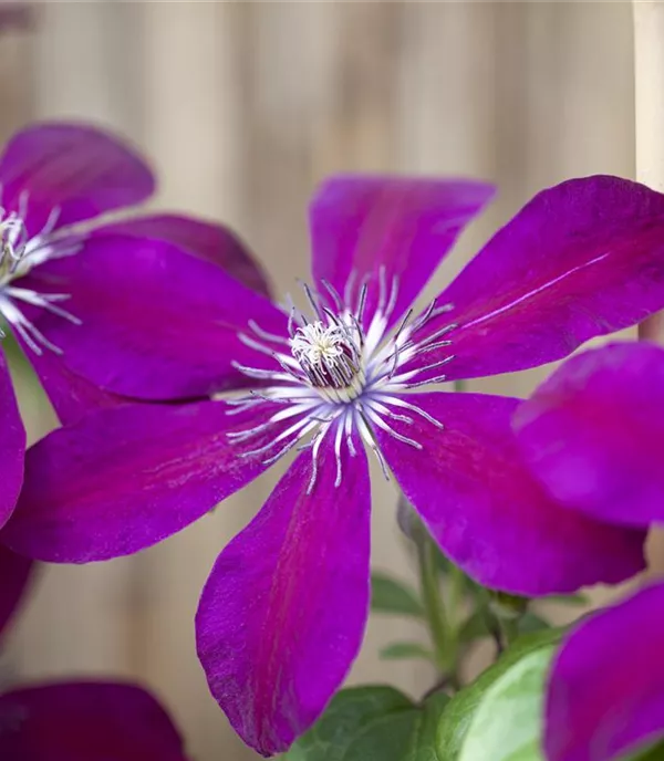 Clematis (Lanuginosa-Gruppe) Westerplatte