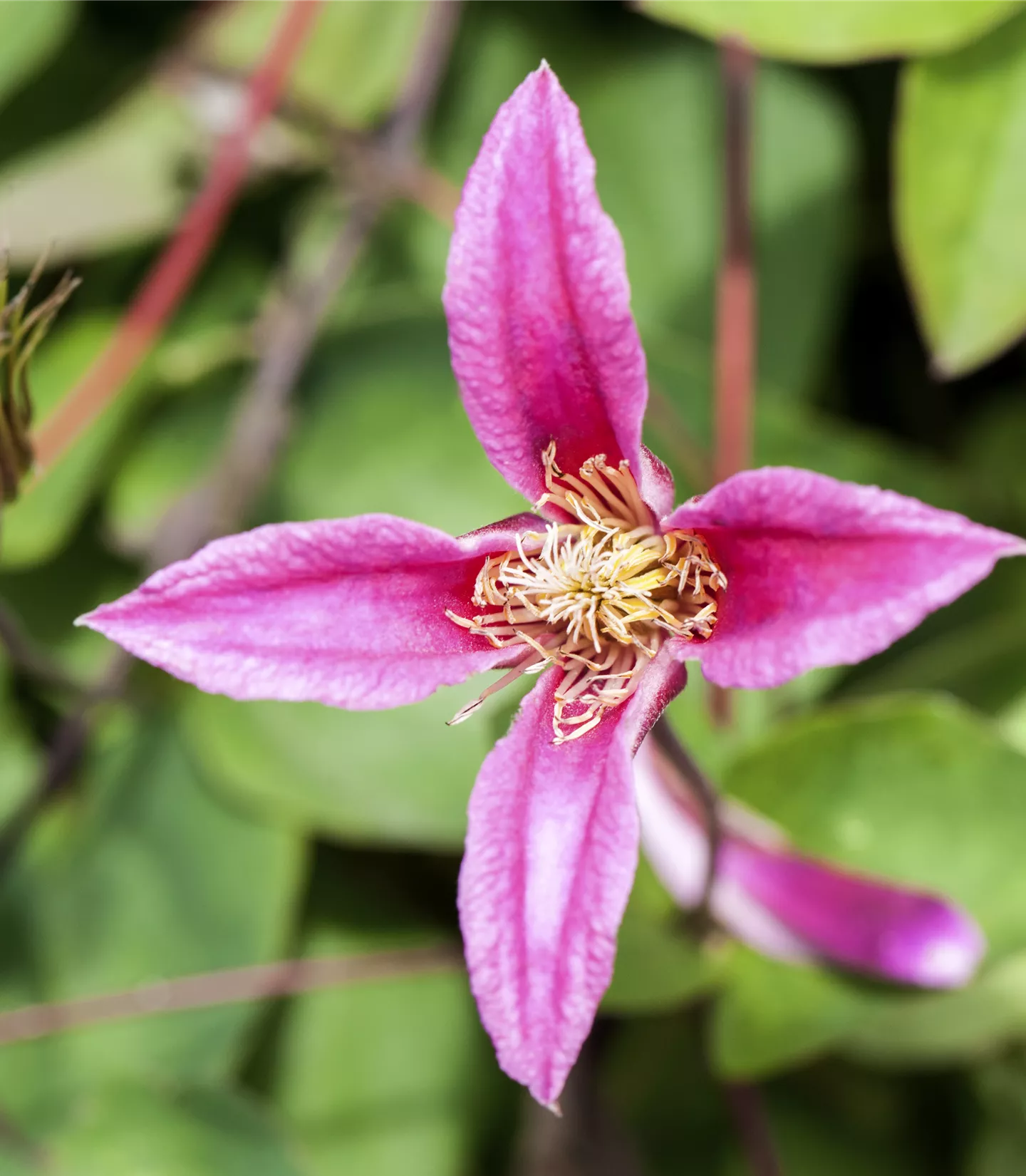 Clematis (Texensis-Gruppe) 'Duchess of Albany'