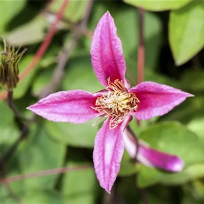 Topfgrösse 4 Liter - Waldrebe, Clematis - Clematis (Texensis-Gruppe) 'Duchess of Albany'