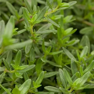 Topfgrösse 0.5 Liter - Minzen-Bergbohnenkraut - Satureja montana ssp. montana