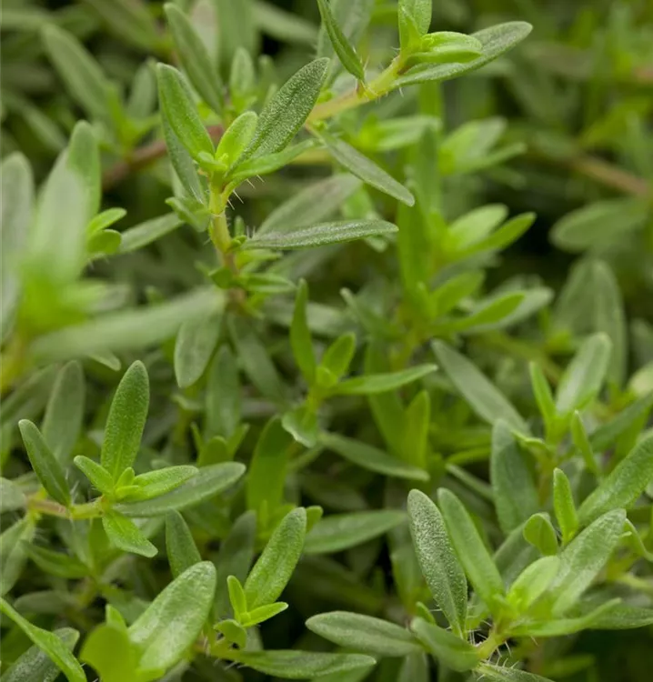 Minzen-Bergbohnenkraut - Satureja montana ssp. montana