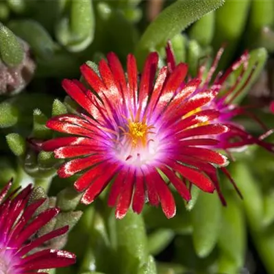 Topfgrösse 0.5 Liter - Mittagsblümchen - Delosperma 'Jewel of Desert Garnet'