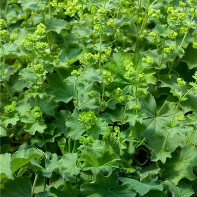 Topfgrösse 0.5 Liter - Kahler Frauenmantel - Alchemilla epipsila