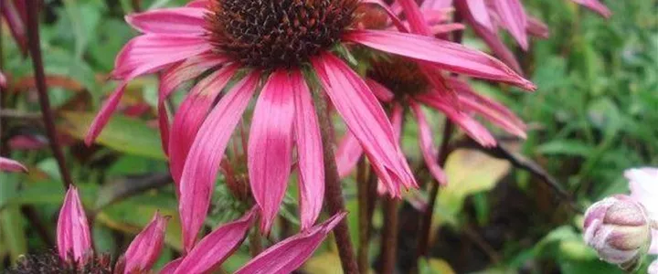 Echinacea purpurea 'Pica Bella'