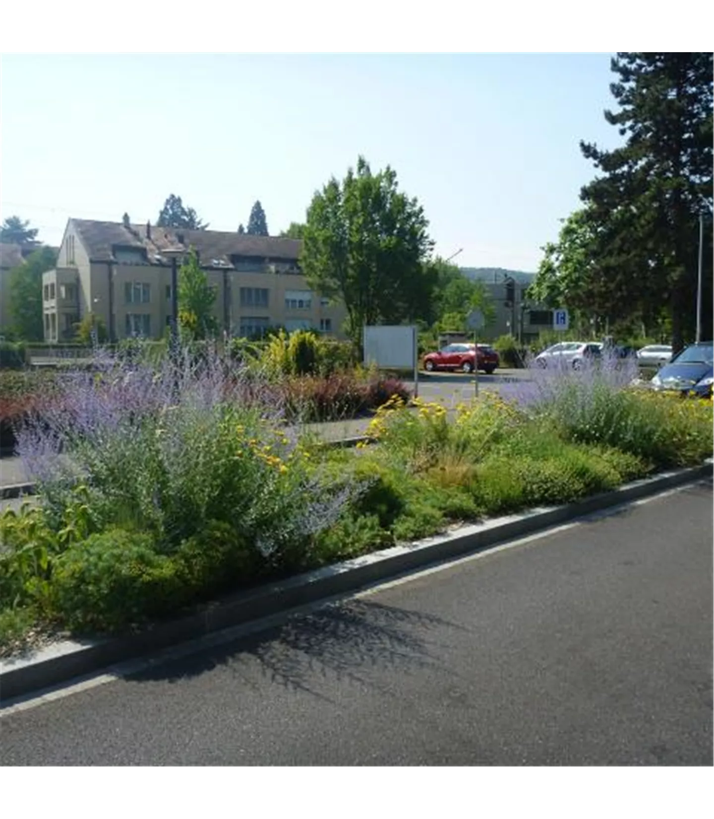 m2 Staudenmischung Silbersommer Bauer