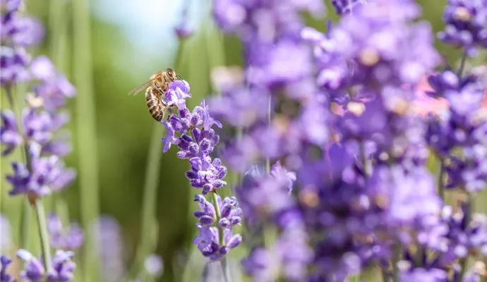 Lavendel mit Biene (GS531048.jpg)