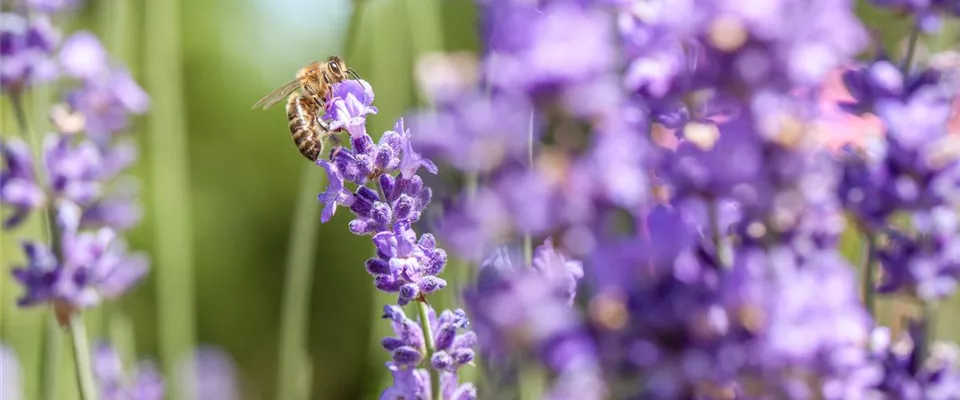 Lavendel mit Biene