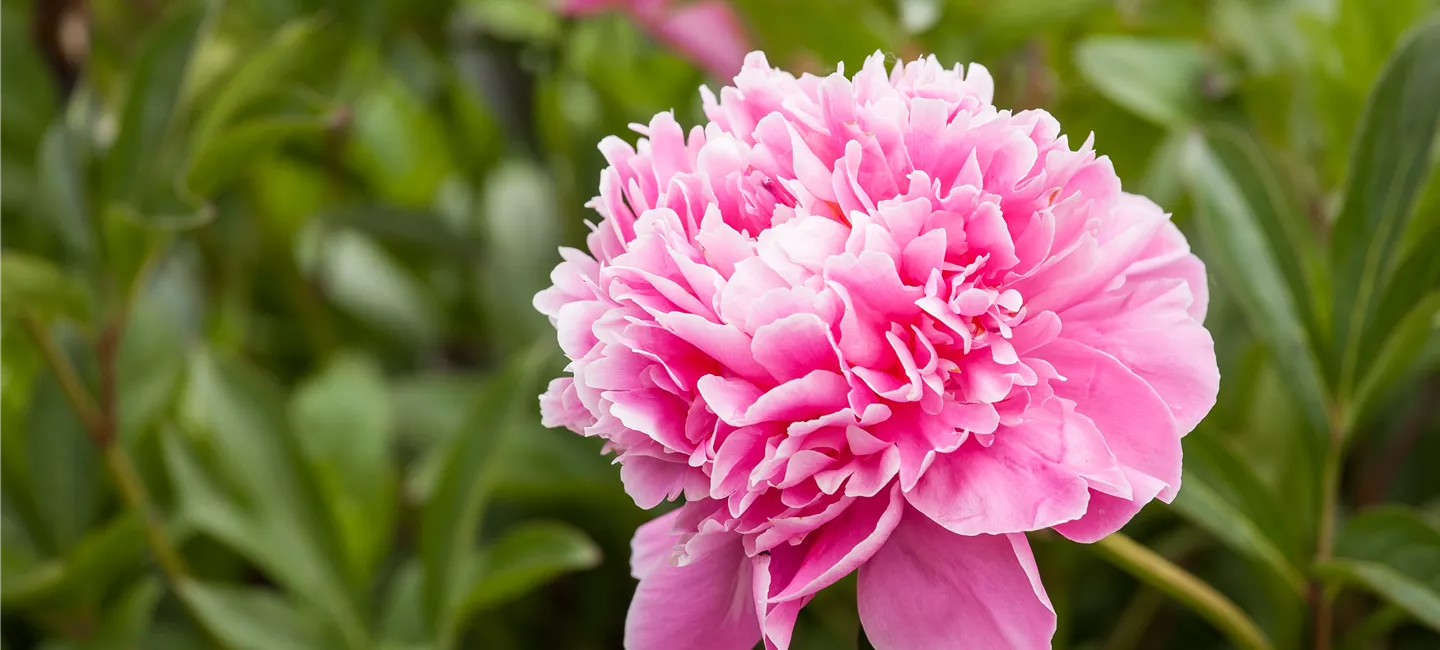 Cours sur les plantes dans les Bauer Baumschulen en Suisse